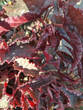 Yumuşak bir odaklanma, yeşil, kırmızımsı-kahverengi ve krem rengi karışımıyla çeşitli yeşillikleri yakalar