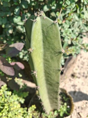 Güneşli bir çöl bahçesinde sivri dikenli yeşil bir kaktüse yakın çekim