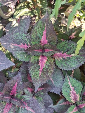 Renkli Pembe, Mor ve Yeşil Yapraklı Coleus Bitkisi (Coleus Plant)