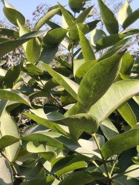 Yeşil Yapraklar Güneş Işığı 'nda bir ağaçta yetişiyor, Güneş Işığı Yeşillik Fotoğrafı