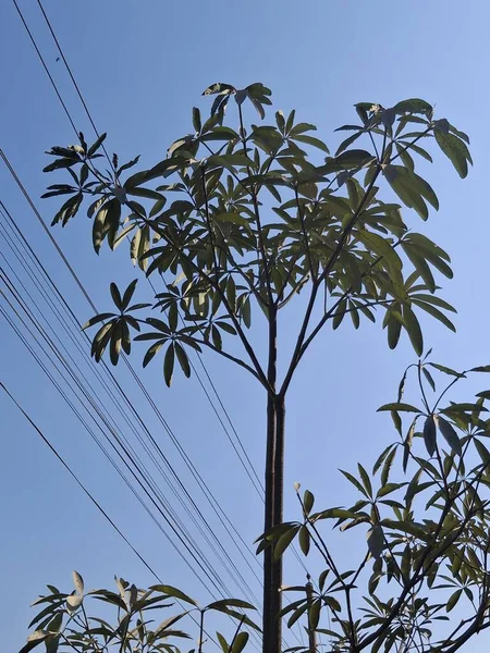 Şehir merkezinde güneşli bir günde arka planda çalışan elektrik kabloları ile uzun boylu ağaç açık mavi gökyüzüne karşı duruyor