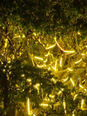 Geceleri sıcak sarı iple parlayan bir çalılığın yeşil yaprakları.