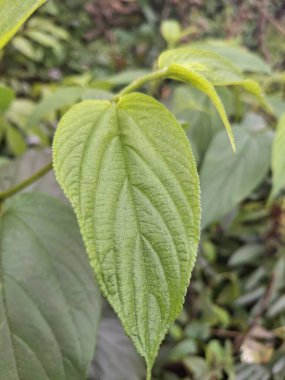 Parlak yeşil yaprakların yakın çekimi, yemyeşil bir bahçe ortamında temiz damarlar.