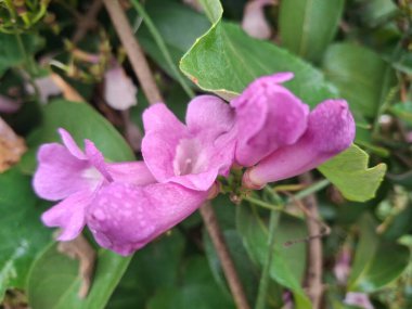 Yeşil yaprakların arasında açan pembe çiçeğin yakın çekimi, doğal bahçe manzarası, canlı renkler, taze güzellik, mevsimsel çiçek büyümesi