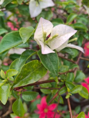 Gündüz vakti bahçede pembe çiçekli beyaz ve yeşil yaprakların yakın çekimi
