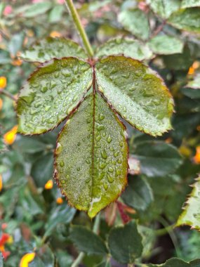 Canlı yeşil gül yaprakları, çiğ tanecikli, parlak desenli ve tırtıklı kenarlı.