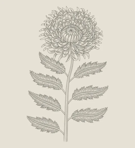 bir kasımpatı çiçeği, klasik kabartma çizim stili illüstrasyon