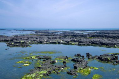 At Cheonggulmul, an expanse of basalt platforms holds glassy tidepools dotted with green algae while visitors walk the exposed reef flats across the calm East Sea shoreline.