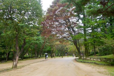 Uzun ağaçlar, Mungyeong Saejae İl Parkı 'nda geniş kumlu bir yolun üzerinde, yağmurdan sonra çitlerle eski taşlar arasında gezen şemsiyeli ziyaretçiler gibi kemerli..