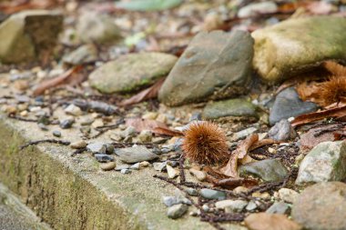 Mungyeong 'daki yağmurdan sonra Buljeong İstasyonu' nun yakınındaki kaldırım kenarındaki ıslak taşlar, yapraklar ve çakıllar arasında düşmüş bir kestane ağacını kapat..