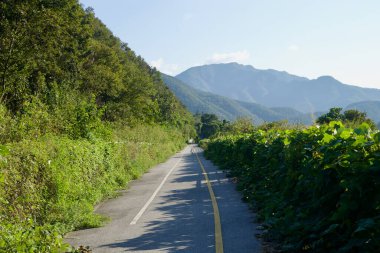 Bukhangang Bisiklet Yolu 'nun düz bir bölümü, açık öğleden sonra ışığı altında, katmanlı mavi tepelere doğru giden sarı merkez hattı, sık sarmaşıklar ve orman kenarları arasında yol gösteriyor..