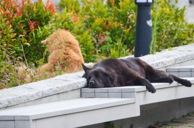 İki sokak köpekleri