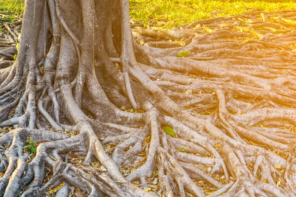 La raíz del árbol con la luz del sol de la mañana — Foto de Stock