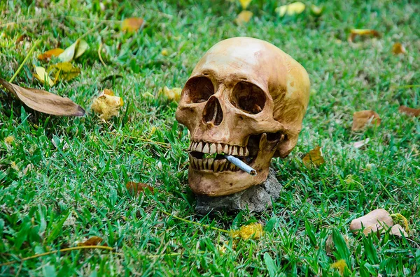 กระโหลกมนุษย์สูบบุหรี่บนพื้นหลังหญ้า  . — ภาพถ่ายสต็อก
