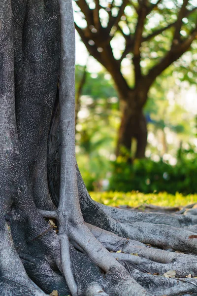 El árbol con desenfoque otro árbol en el parque — Foto de Stock