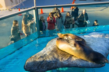 Tokyo, Japonya - 26 Ocak 2016:Kaliforniya deniz aslanı (Zalophus californianus) Tokyo, Japonya'daki Ueno Hayvanat Bahçesi'nde. akşam