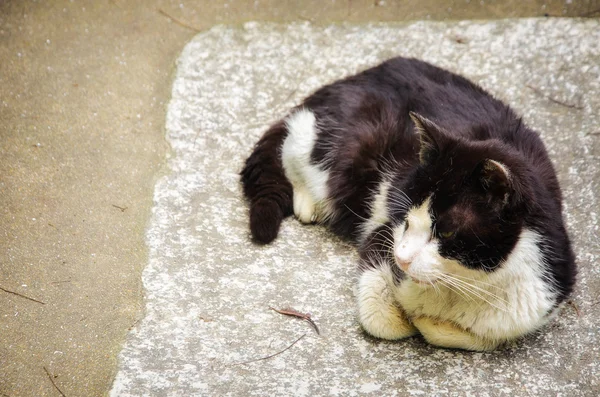 Gato sucio de la calle en japan.retro efecto de filtro , — Foto de Stock