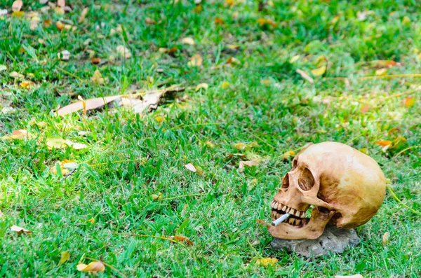 Cráneo humano fumando el cigarrillo en el fondo de la hierba  . —  Fotos de Stock
