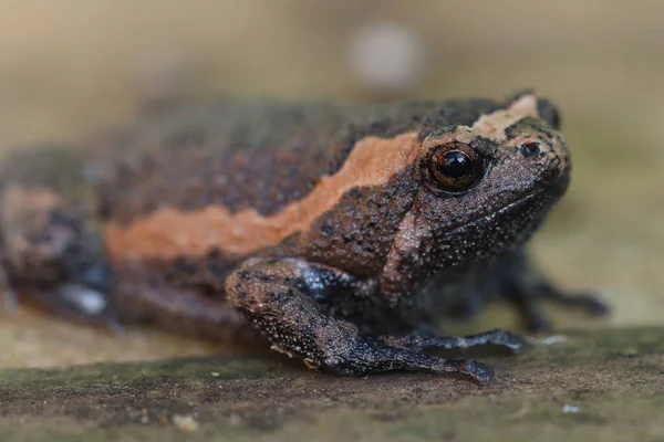 Yellow stripe frog up close photography