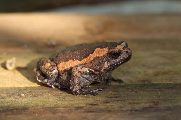 Yellow stripe frog up close photography