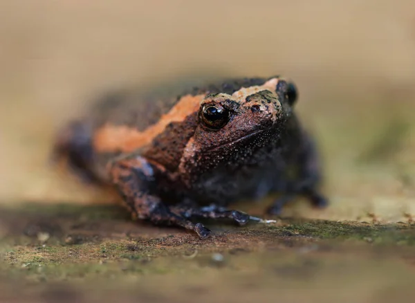 Yellow stripe frog up close photography