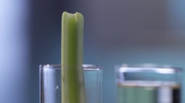 Bonanza kokteyl tekila tatlım