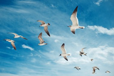 Mavi gökyüzünde bulutlu arka planda uçan martı sürüsü. Kuş koleksiyonu. Bir grup martı.