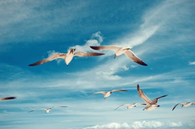 Mavi gökyüzünde bulutlu arka planda uçan martı sürüsü. Kuş koleksiyonu. Bir grup martı.