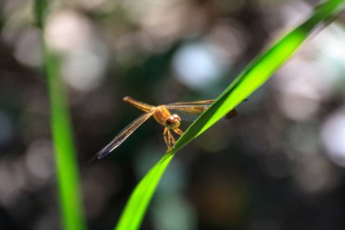 Yaprağın üzerindeki ejderha sineğinin makro fotoğrafı, Avustralya