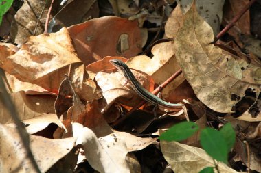 Glattechse Ctenotus ya da Litchfield Ulusal Parkı, Avustralya