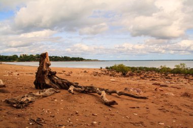 Ağaç kütükleri ve ağaç kökleri kumsalda, Avustralya
