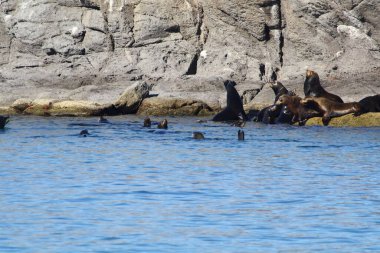 Espiritu Santo Adası 'ndaki Deniz Aslanı, Kaliforniya Körfezi, Meksika
