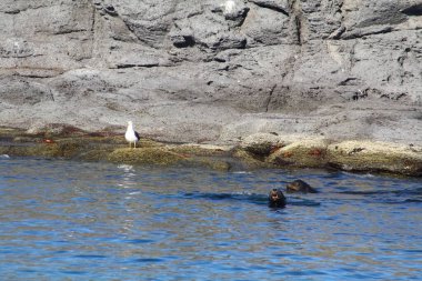 Espiritu Santo Adası 'ndaki Deniz Aslanı, Kaliforniya Körfezi, Meksika