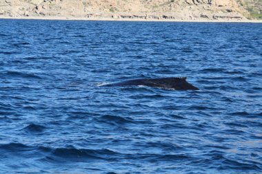Kaliforniya körfezinde kambur balina, Meksika