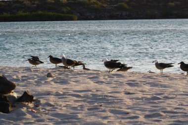 Baja California, Meksika 'da Heermanns martısı