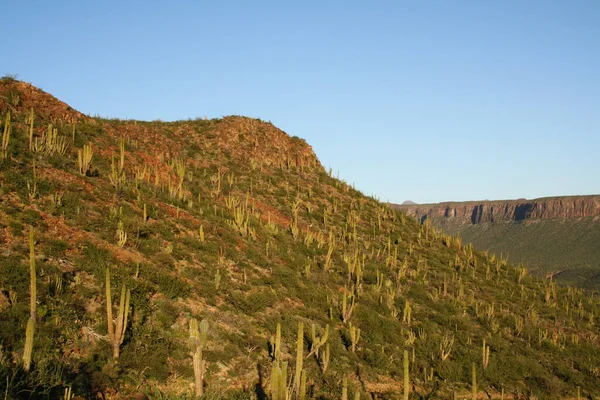 Baja California 'da bir kaktüs tarlasıyla manzara