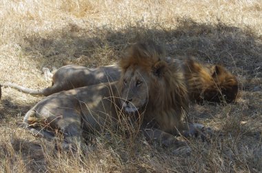 Onun doğal ortamda aslan