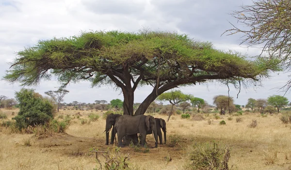 Three elephant in their natural environment