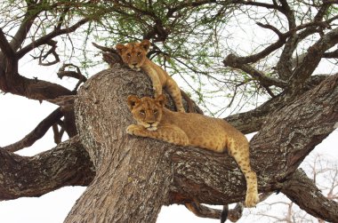 Aslan ve yavrusu kendi doğal ortamlarında