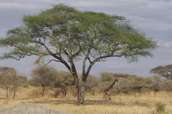 Giraffe in Afrika — Stockfoto