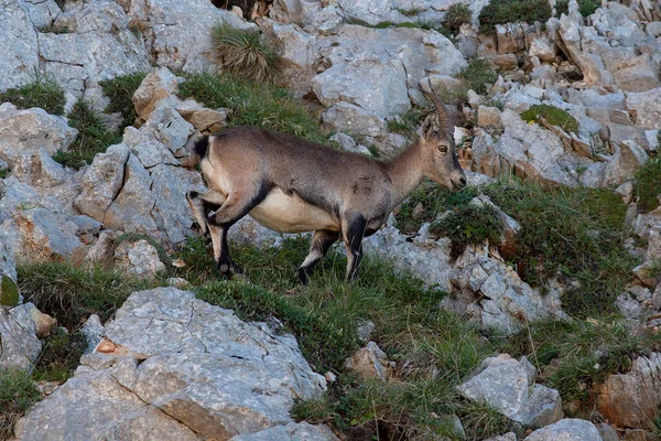 Íbice Los Alpes Francia Verano —  Fotos de Stock