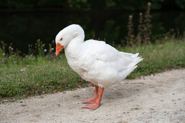 Witte Gans Een Pad Aan Rand Van Het Gras — Stockfoto