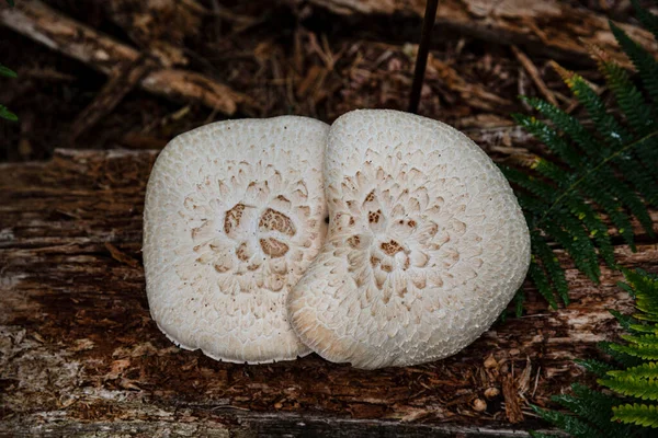 Close Two White Mushrooms Forest Autumn — Stock Photo, Image