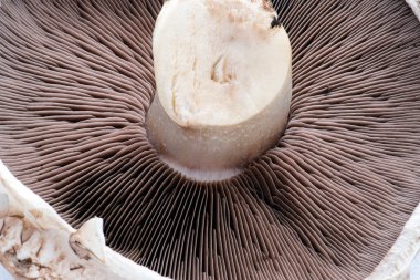 Yemek hazırlamak için taze mantarları yakın plan çek.