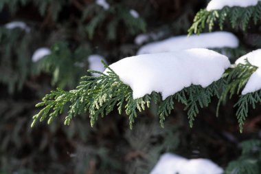 Karlı bir köknar dalının ayrıntıları