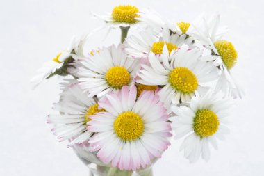 İlkbaharda papatyalara yakın çekim