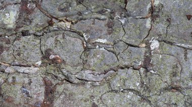 Çam kabuğunun dokusu yakın planda.