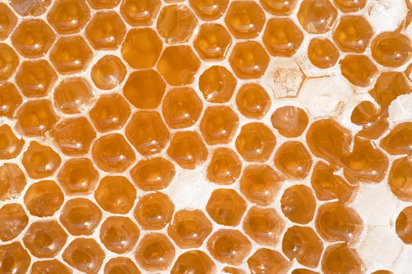 Close Bees Nests Honey Stock Image
