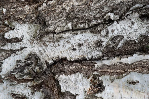 Textura Corteza Árbol Viejo Marrón Blanco —  Fotos de Stock