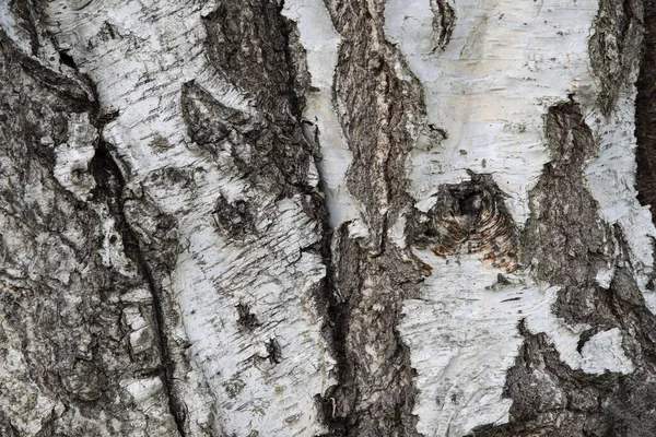 Old Tree Bark Texture Brown White — Stock Photo, Image